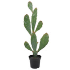 NFG - Verde Kaktus