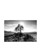 Artwood - Landscape Tree - 120X80, Plexiglas