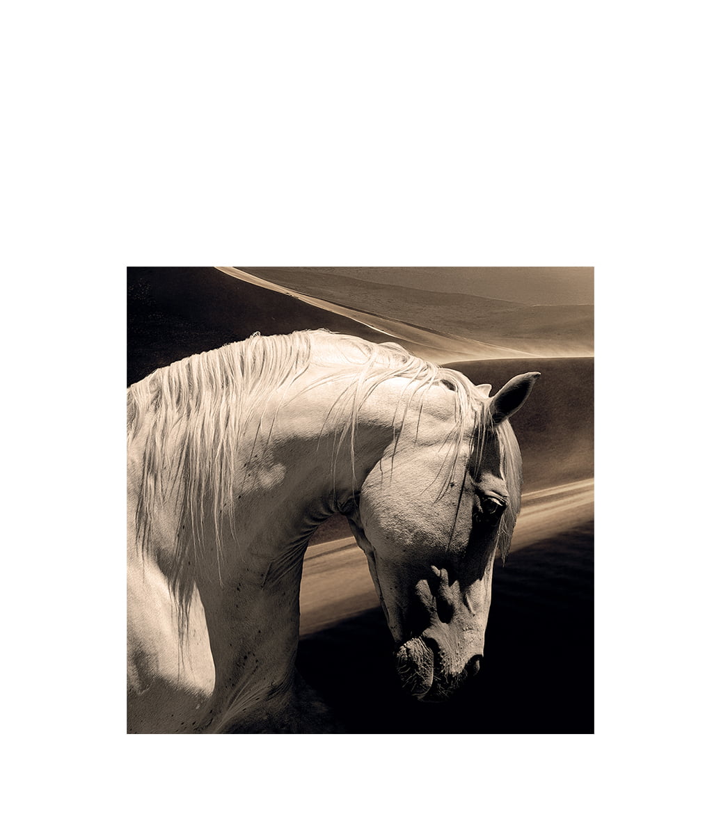 Artwood - Arabian Horse - 120X120, Aluminium